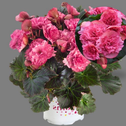 Begonia elatior BK Collection 'Frivola Pink' - Roosbegoonia BK Collection 'Frivola Pink'